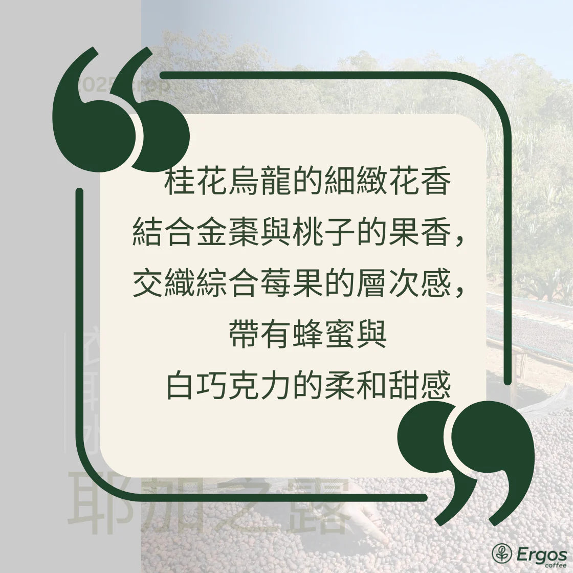 澳飛咖啡。衣索比亞・耶加雪菲・橋巴・水洗・G1