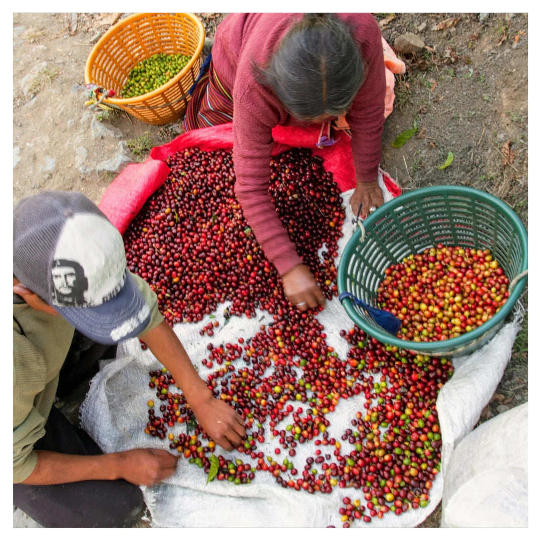 澳飛咖啡。艾茵赫特莊園 El Injerto・紅卡杜艾・水洗・薇薇特南果